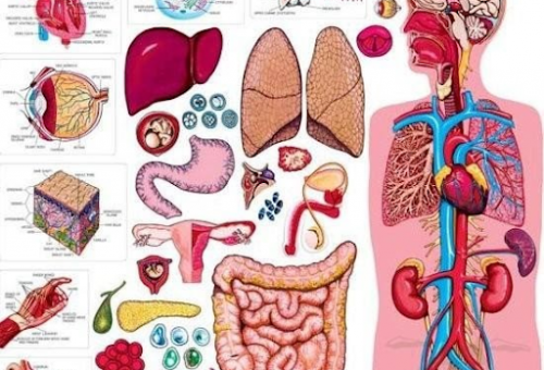Lục phủ ngũ tạng là gì? Chức năng của lục phủ ngũ tạng trong cơ thể
